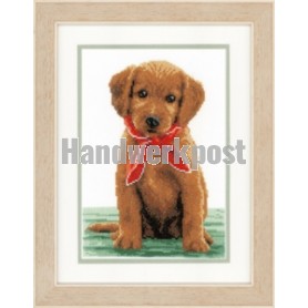 stickpackung labradorpup met rode sjaal
