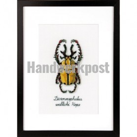 stickpackung insecten, gouden kever