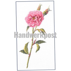 stickpackung rose roos