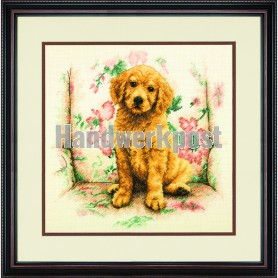 stickpackung golden retriever in luie stoel