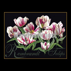 stickpackung rembrandttulpen op zwart