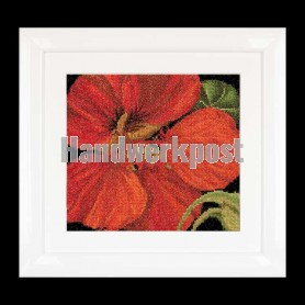 stickpackung oostindische kers close-up