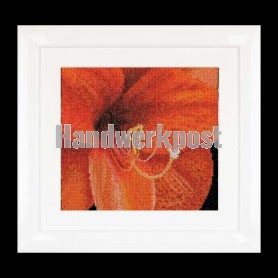 stickpackung amaryllis close-up