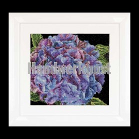 stickpackung hortensia close-up