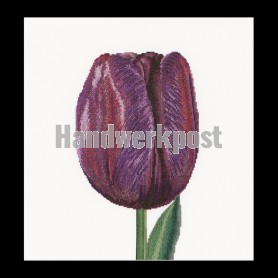 stickpackung tulp-1