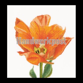 stickpackung tulp-10
