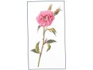 stickpackung rose roos