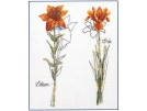 stickpackung iris en lelie