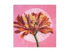 stickpackung grote zinnia