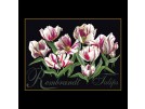 stickpackung rembrandttulpen op zwart