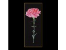 stickpackung rose anjer op zwart