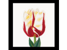 stickpackung tulp-3