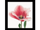stickpackung tulp-5