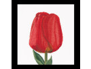 stickpackung tulp-8