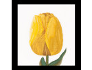 stickpackung tulp-9