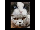 stickpackung cats, smokey&blu