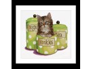 stickpackung poes tussen koektrommels
