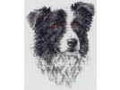 stickpackung border collie