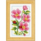 stickpackung rose geraniums met lieveheersbeestjes