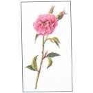 stickpackung rose roos