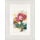 stickpackung rose/rode roos "shy"