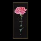 stickpackung rose anjer op zwart
