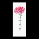 stickpackung rose anjer