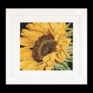 stickpackung zonnebloem close-up