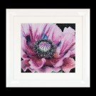 stickpackung klaproos close-up