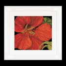 stickpackung oostindische kers close-up