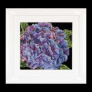 stickpackung hortensia close-up