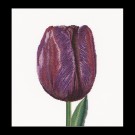 stickpackung tulp-1