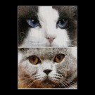 stickpackung cats, smokey&blu